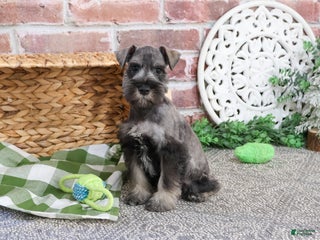 Miniature Schnauzer dogs Wayne - Ad 12