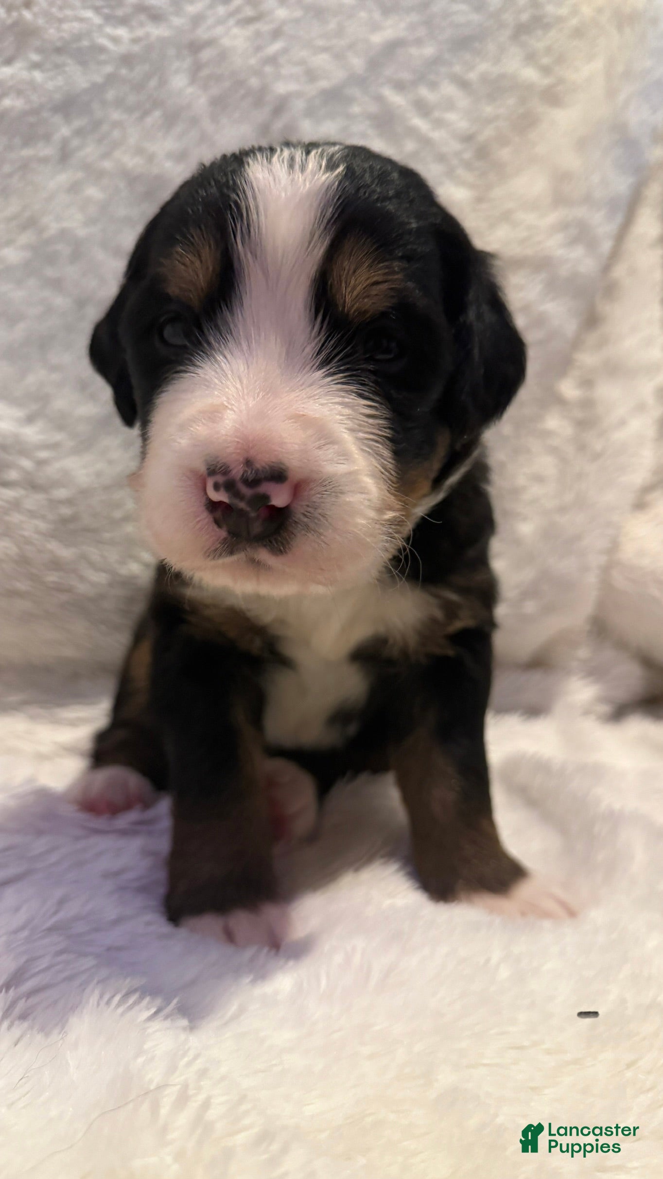 Bernese Mountain Dog dogs Black boy - Ad 1