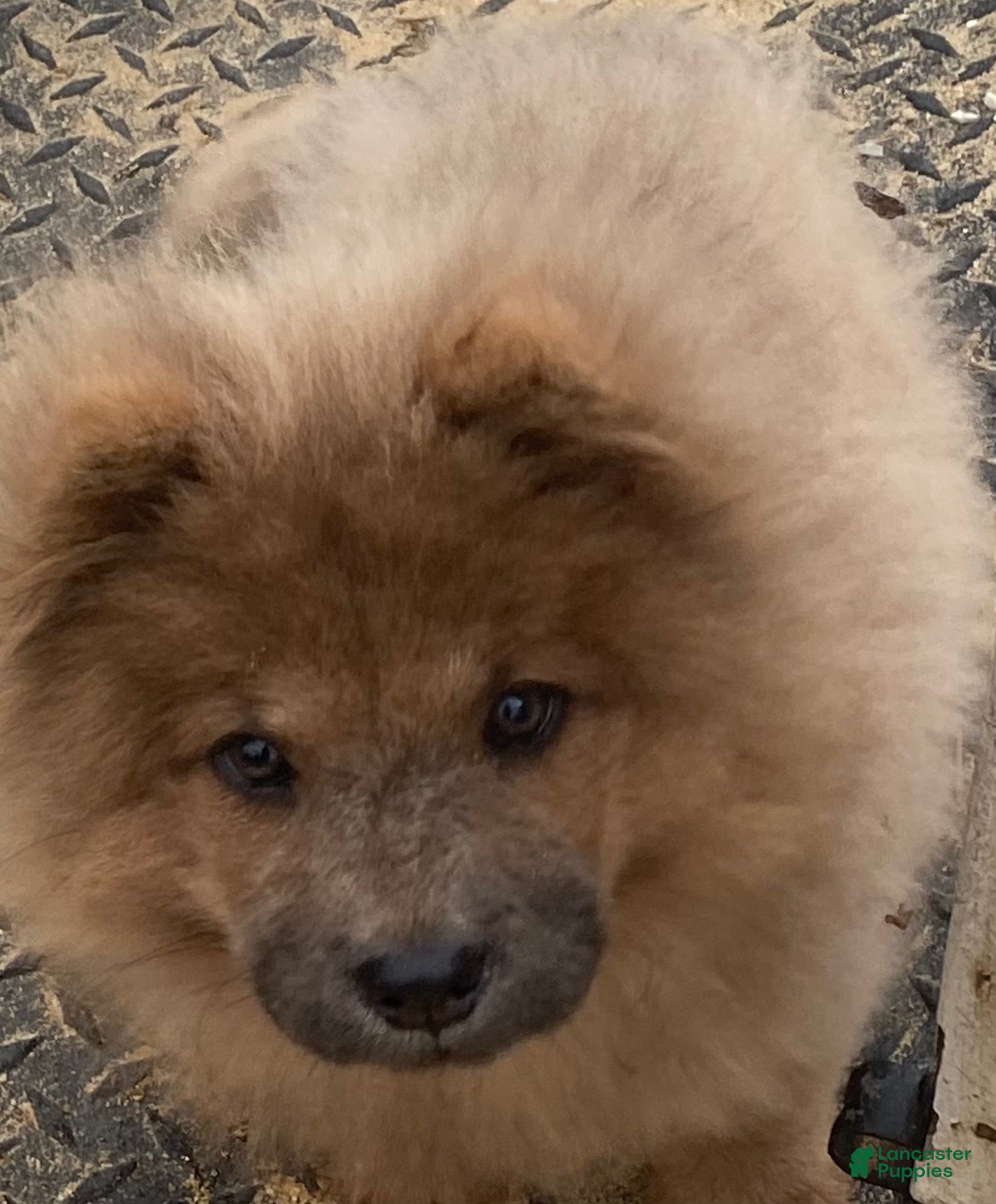 Chow Chow dogs Chow Chow 1 - Ad 1