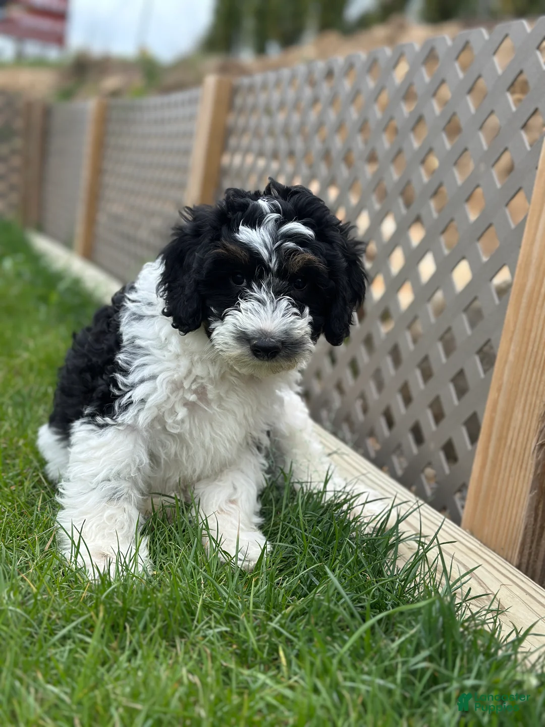Bernedoodle dogs for sale: Bash  - Ad 2