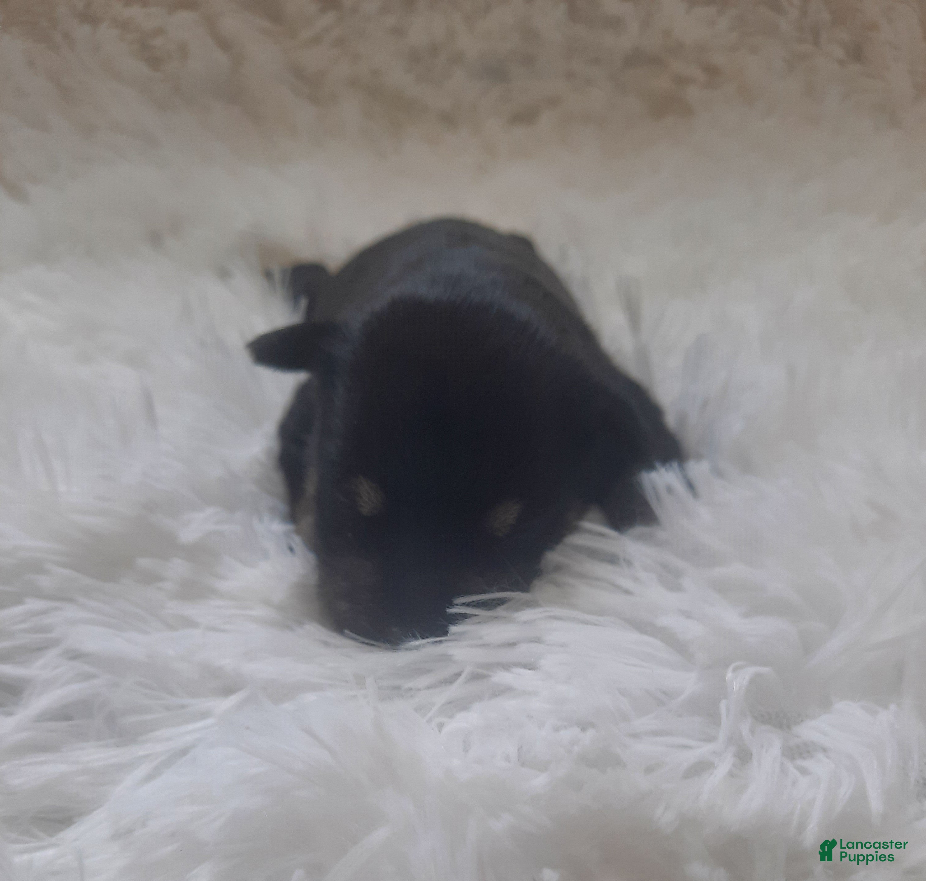 Miniature Schnauzer dogs for sale: AKC Oreo - Ad 1