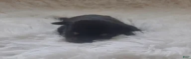 AKC Oreo