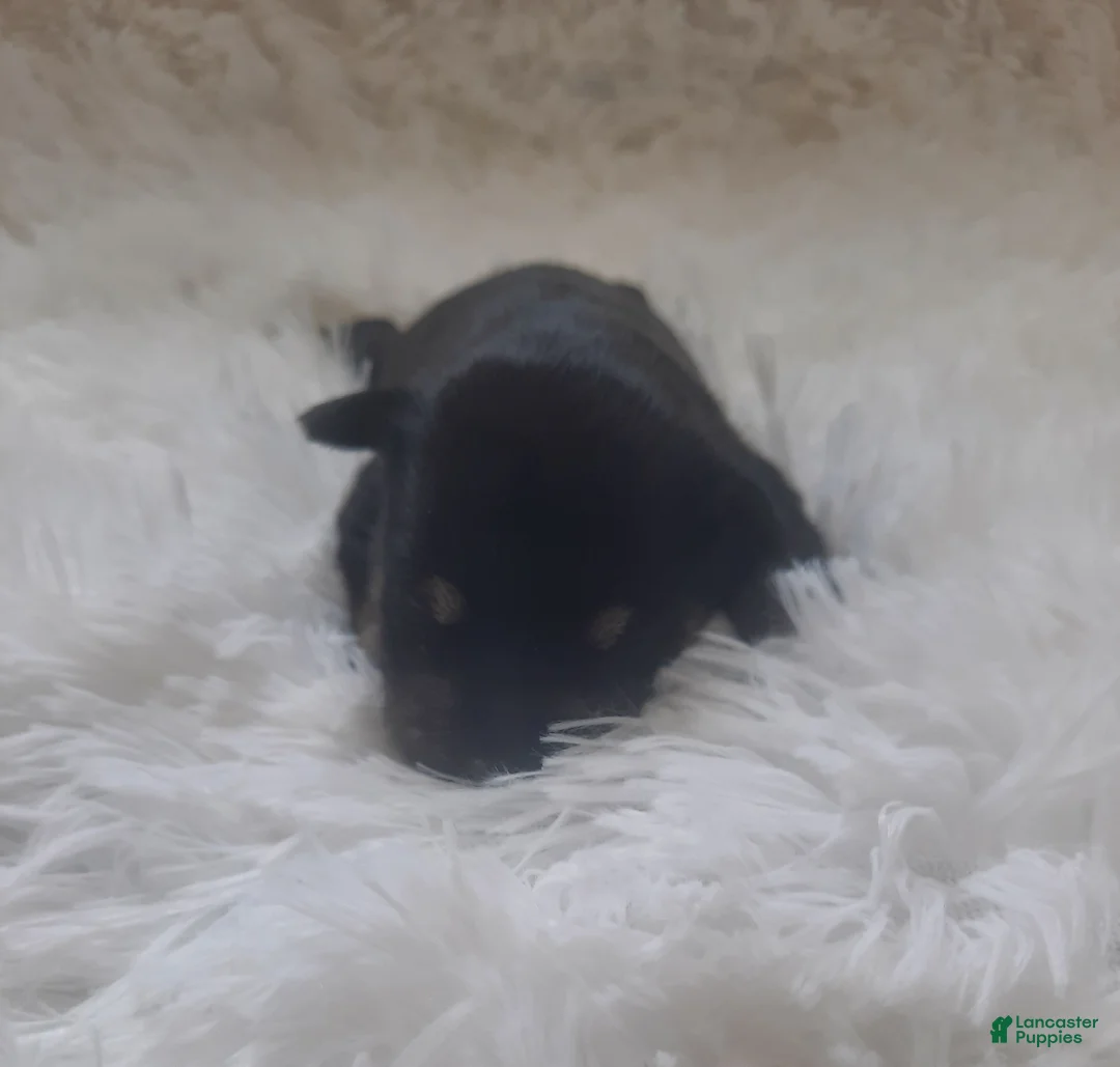 Miniature Schnauzer dogs for sale: AKC Oreo - Ad 1