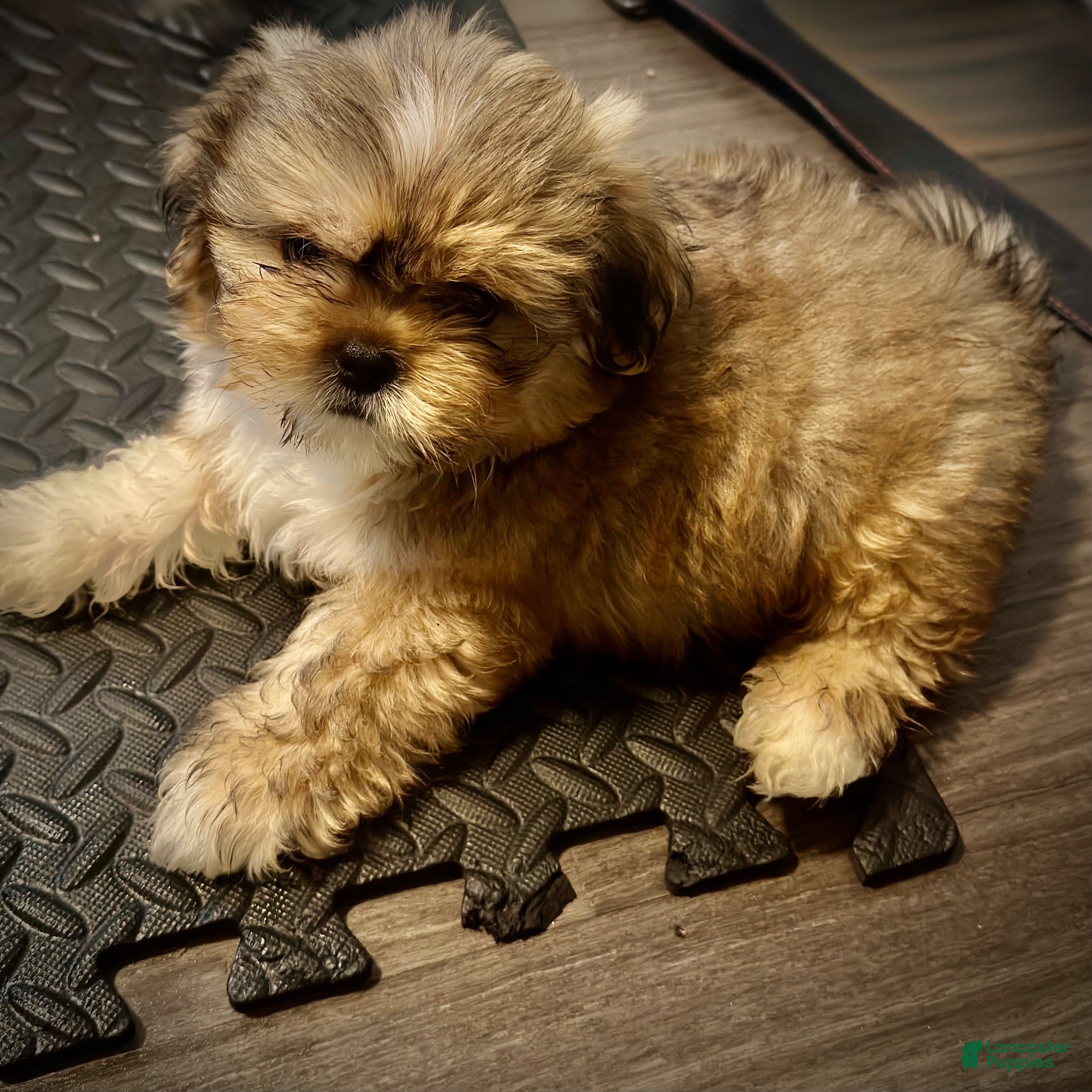 Mixed Breed dogs Peke- Tzu Pup 4 - Ad 23