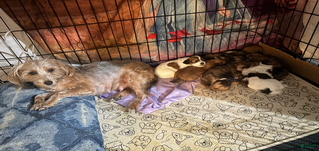 Gallery Image {{count}}