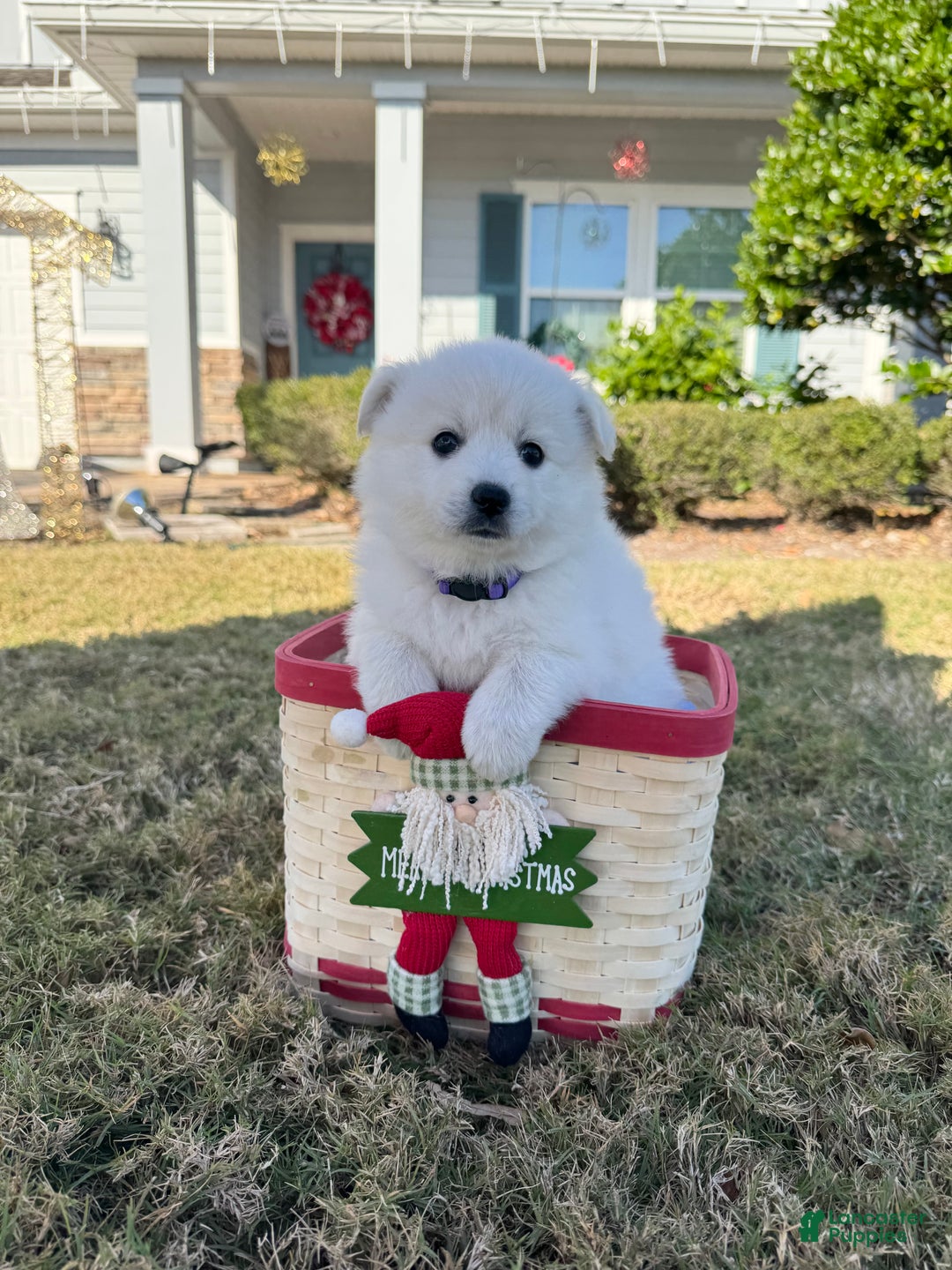 American Eskimo dogs for sale: Brie - Ad 2