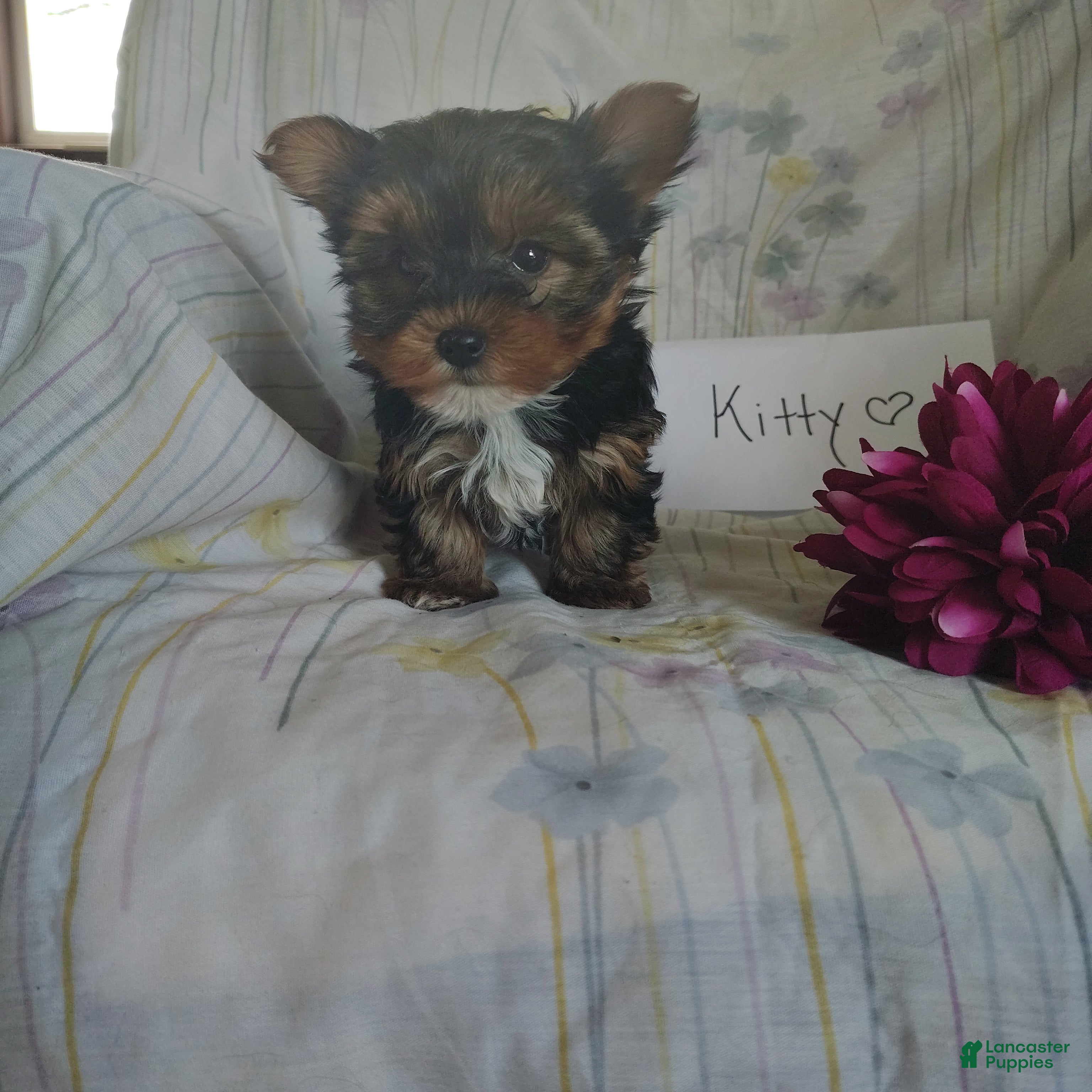 Yorkshire Terrier dogs Kitty - Ad 4