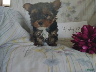 Yorkshire Terrier dogs Kitty - Ad 9