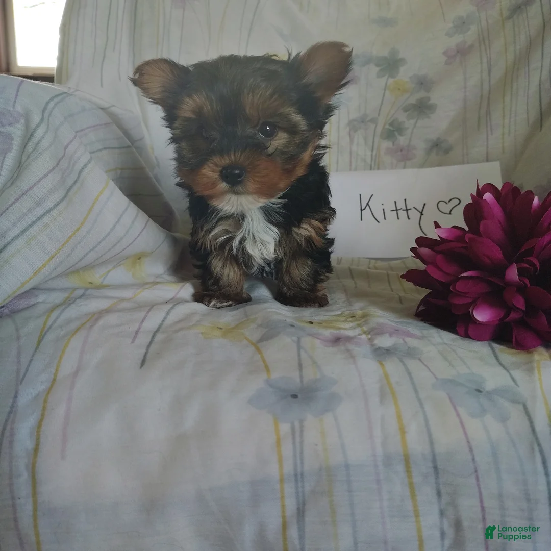Yorkshire Terrier dogs for sale: Kitty - Ad 6