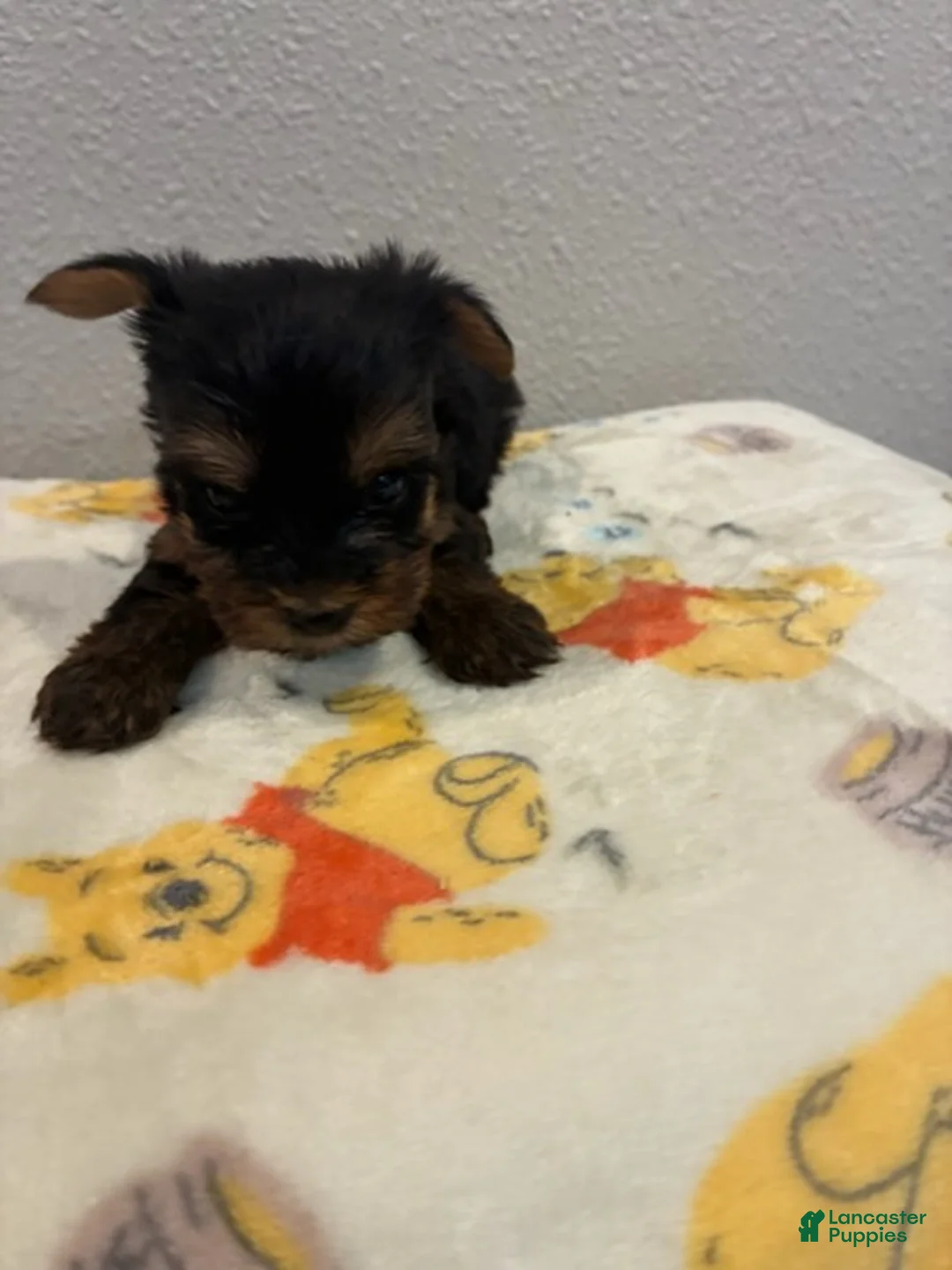 Yorkshire Terrier dogs for sale: Boy 1 - Ad 4