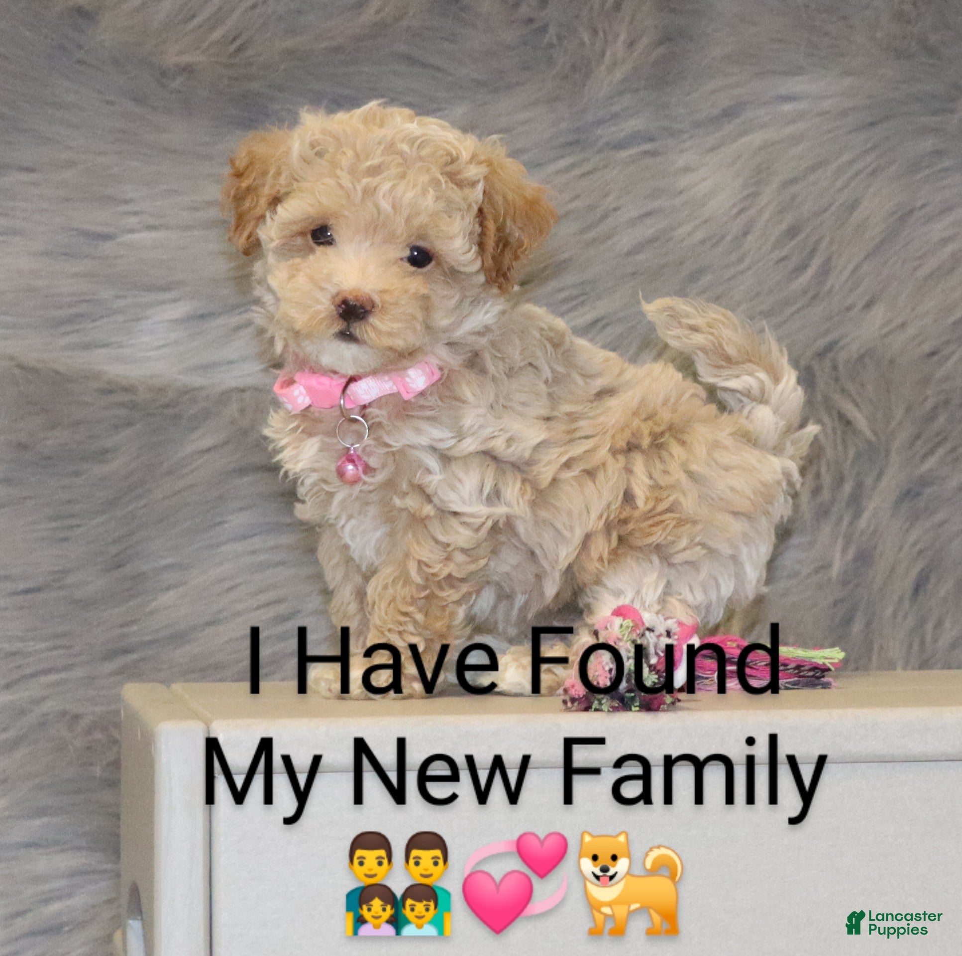 Havapoo dogs Apple Toy Size👨‍👨‍👦‍👦💞🐕 - Ad 1