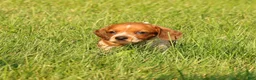 Miniature Dachshund dogs for sale: Bella - Ad 5