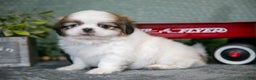 Shih Tzu dogs for sale: Skipper - Ad 3