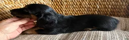 Dachshund dogs for sale: Gretchen - Ad 2