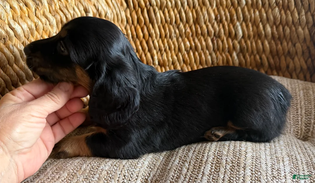 Dachshund dogs for sale: Gretchen - Ad 2