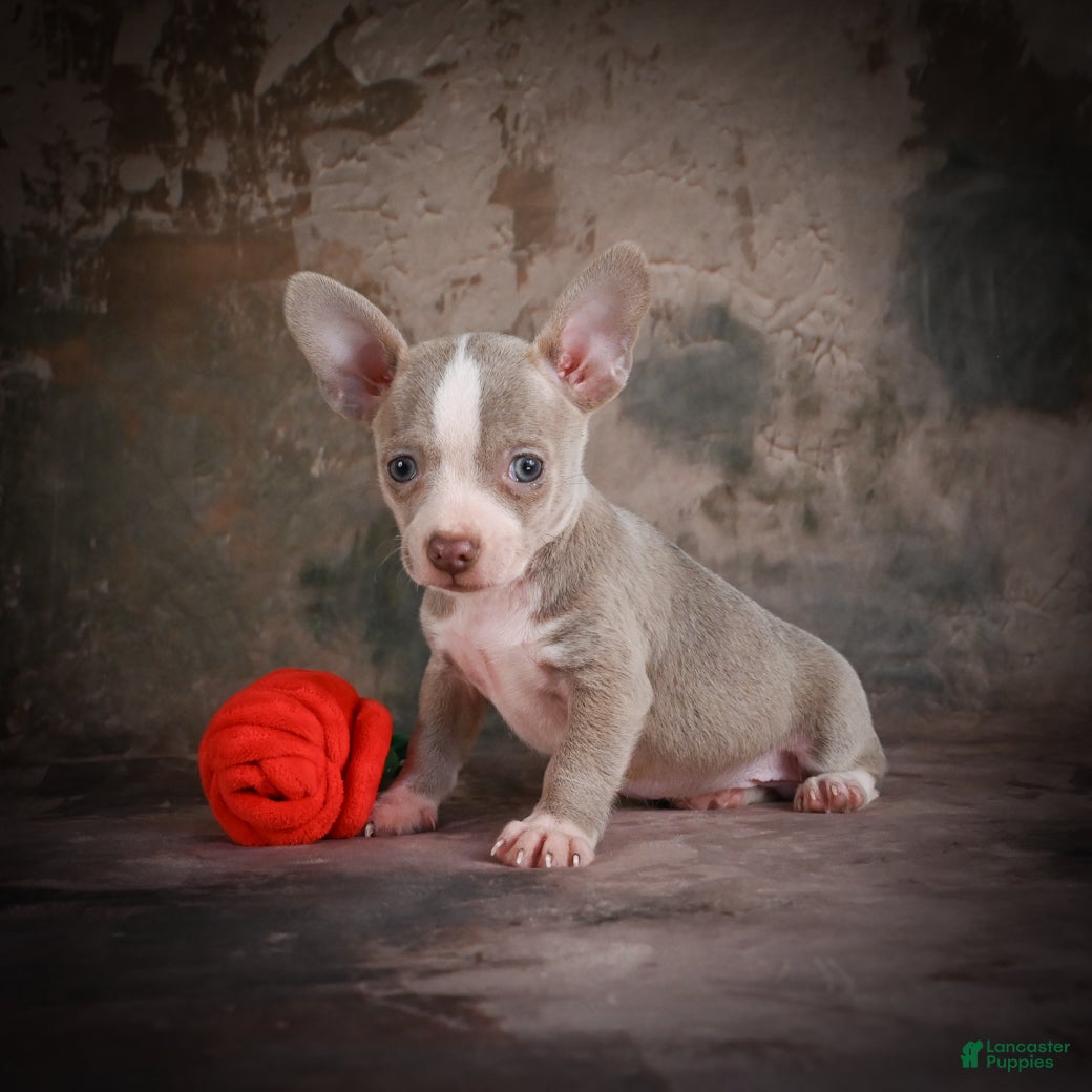 Chihuahua dogs for sale: Jay - Ad 3