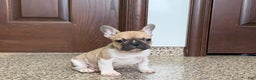French Bulldog dogs for sale: French Bulldog Puppy 1 - Ad 7