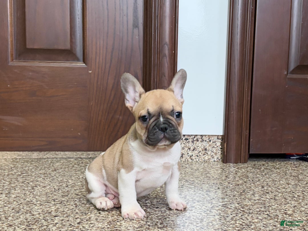 French Bulldog dogs for sale: French Bulldog Puppy 1 - Ad 7