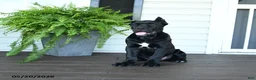 Cane Corso dogs for sale: Bandit - Ad 3