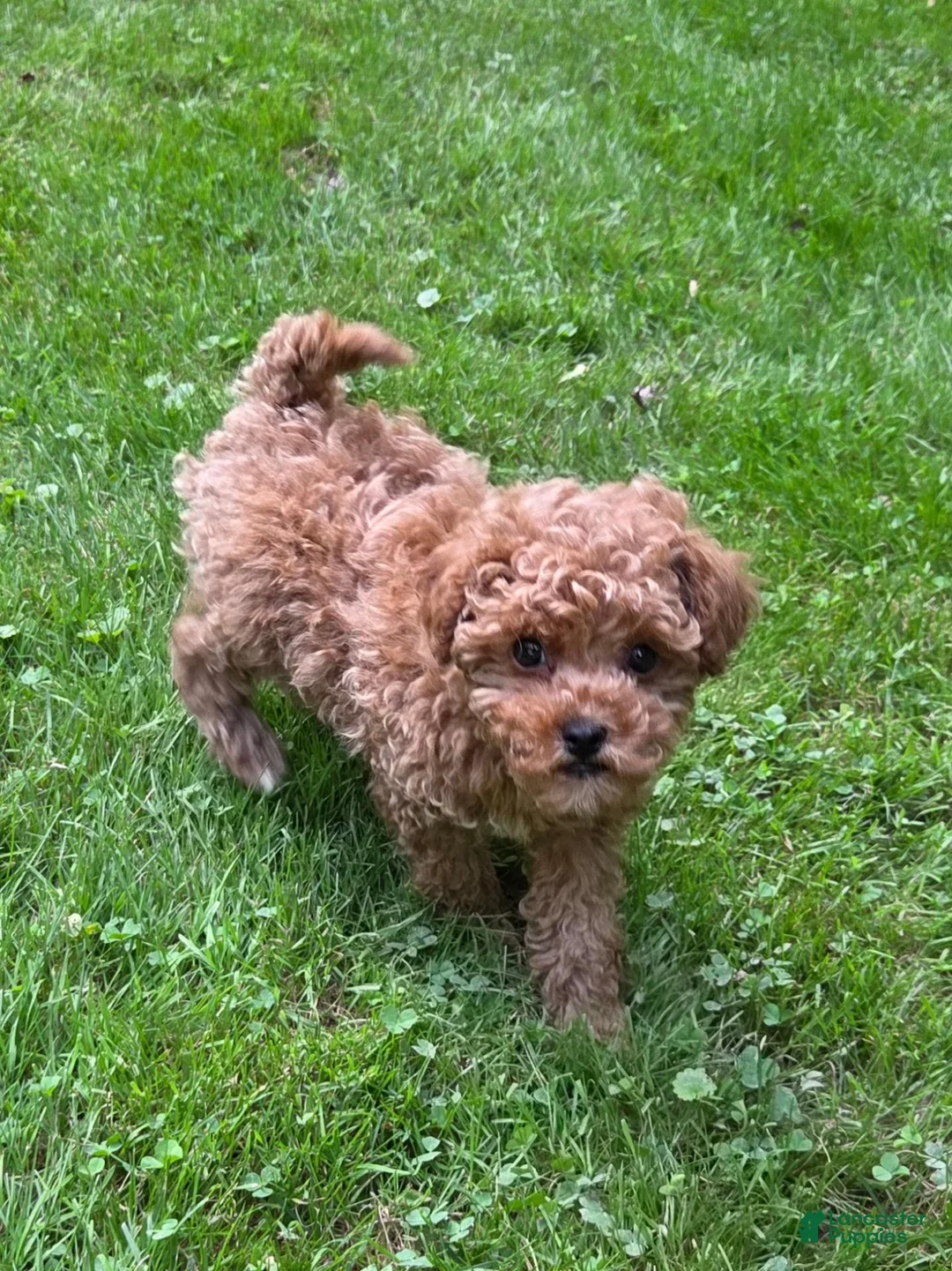 Maltipoo dogs for sale: JUNIPER  - Ad 2