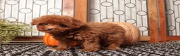 Toy Poodle dogs for sale: Pumpkin Teacup Poodle  - Ad 3
