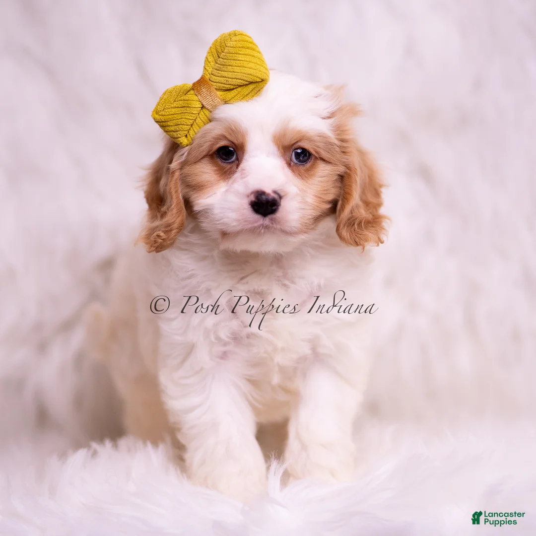 Cavapoo dogs for sale: Zoomie - Ad 2