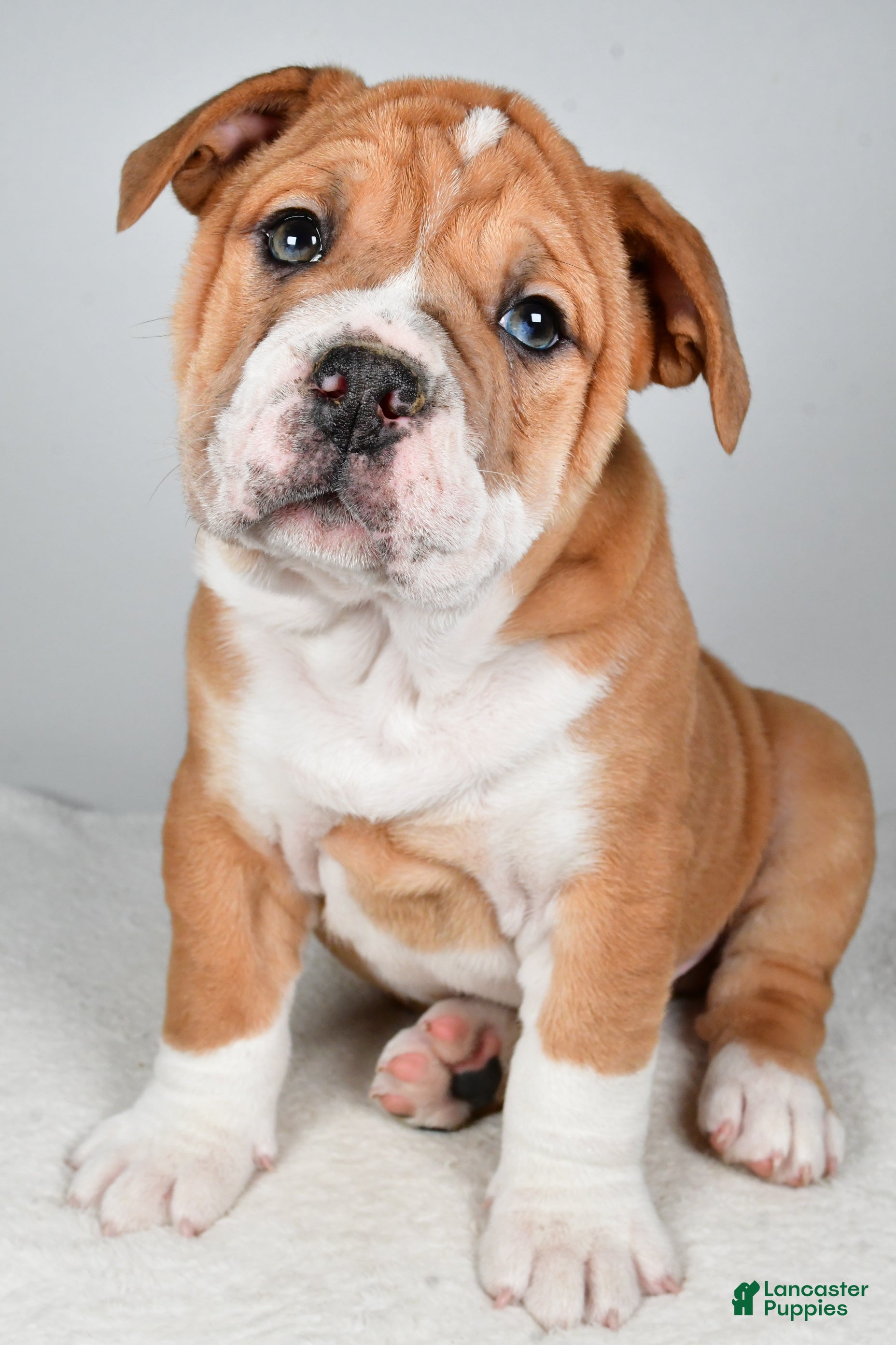 Beabull dogs Tanner - Ad 2