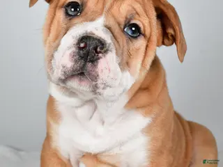 Beabull dogs Tanner - Ad 4