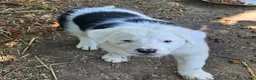 Border Collie dogs for sale: Inman BLUE EYES - Ad 1