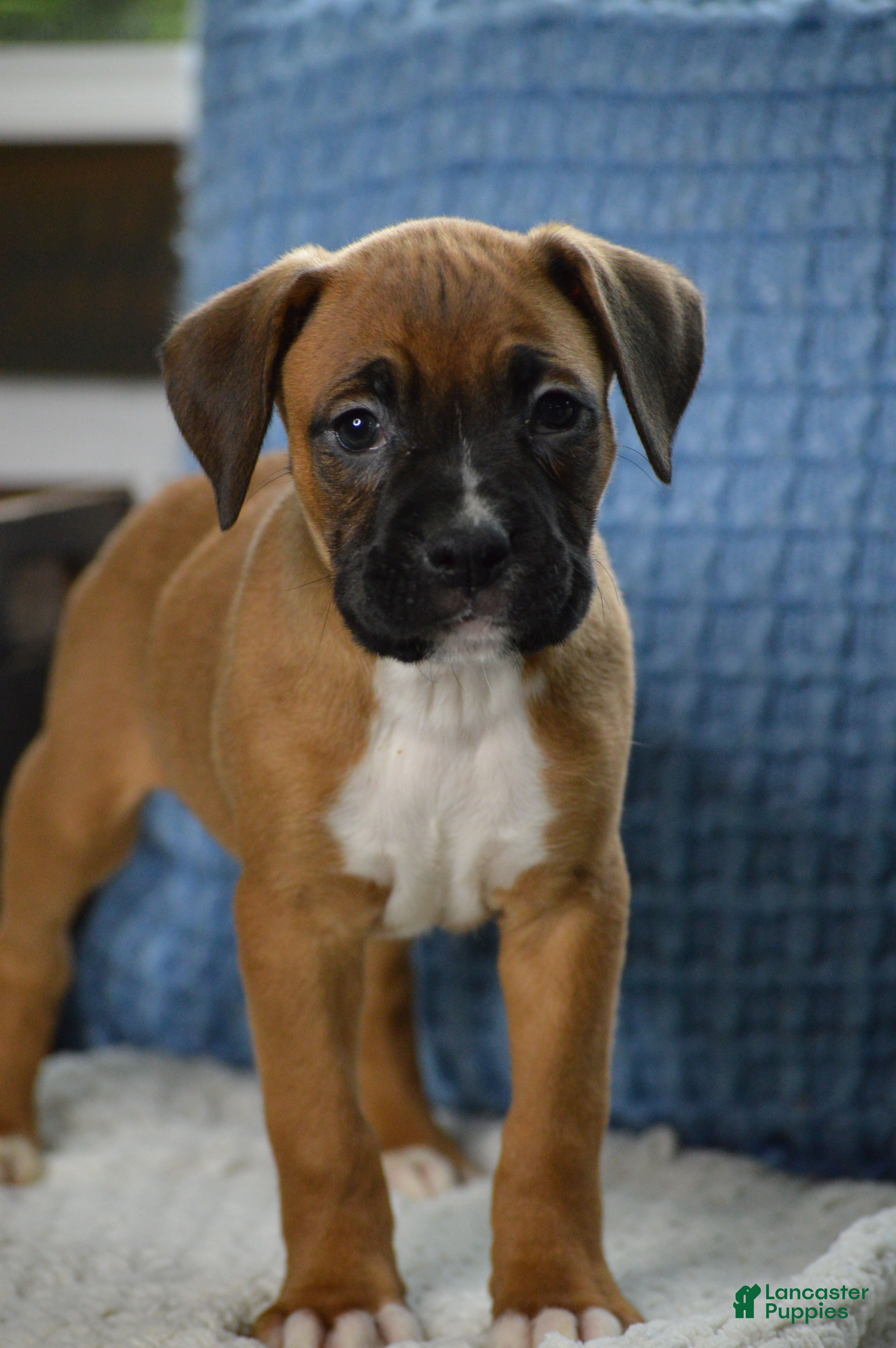 Boxer dogs for sale: Cooper - Ad 4