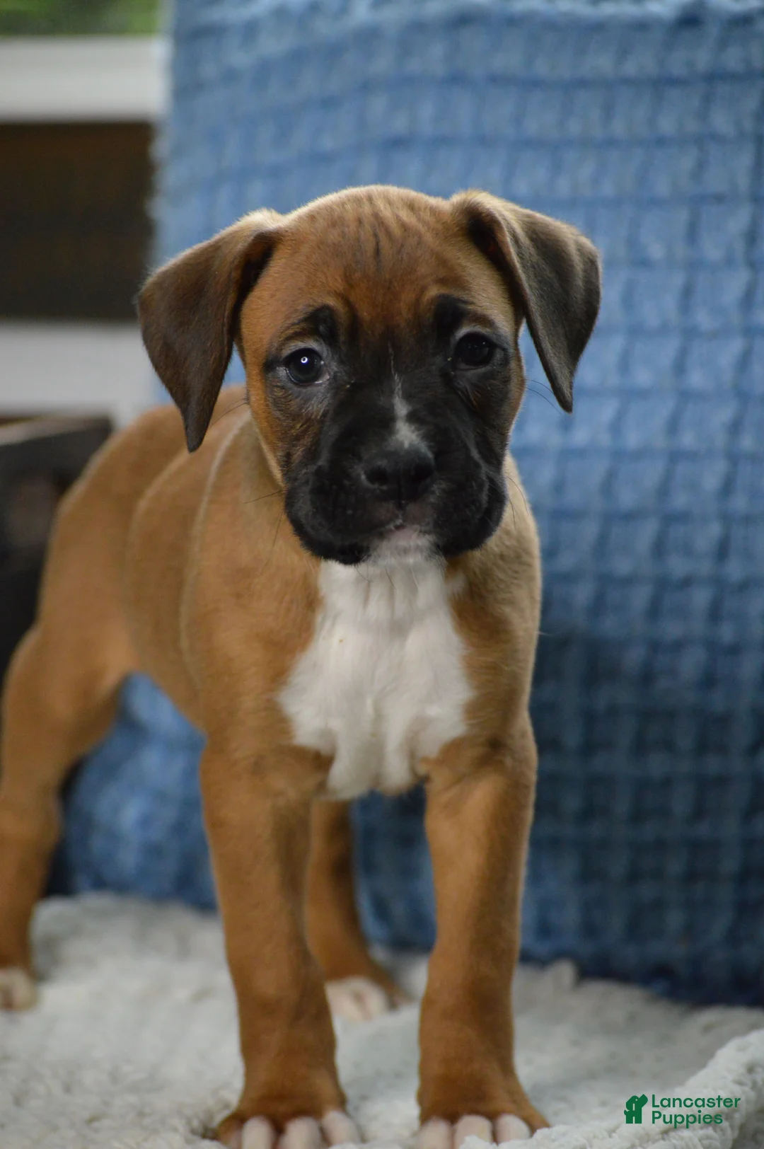 Boxer dogs for sale: Cooper - Ad 1