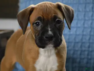 Boxer dogs for sale: Cooper - Ad 4