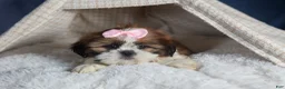 Shih Tzu dogs for sale: COOKIE - Ad 12
