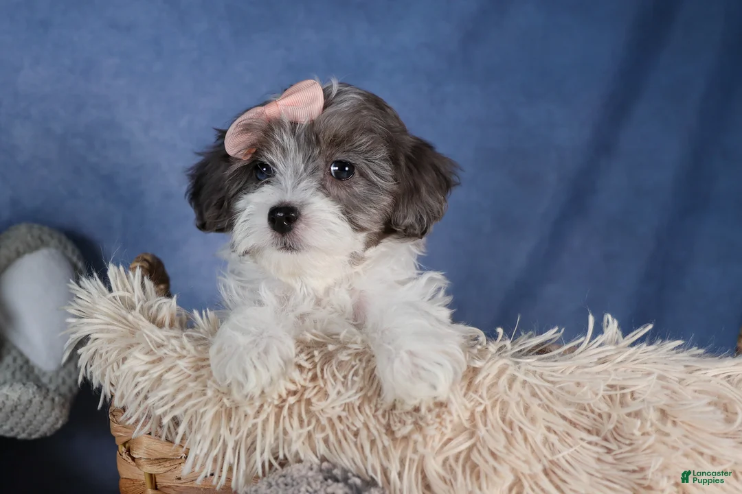 Havapoo dogs for sale: FIONA - Ad 13