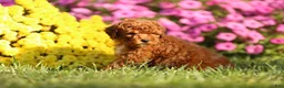 Mini Goldendoodle dogs for sale: Andy - Ad 2