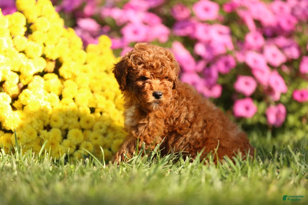 Mini Goldendoodle dogs for sale: Andy - Ad 2