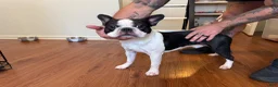 Boston Terrier dogs for sale: Boston Terrier 2 (Leia) - Ad 21