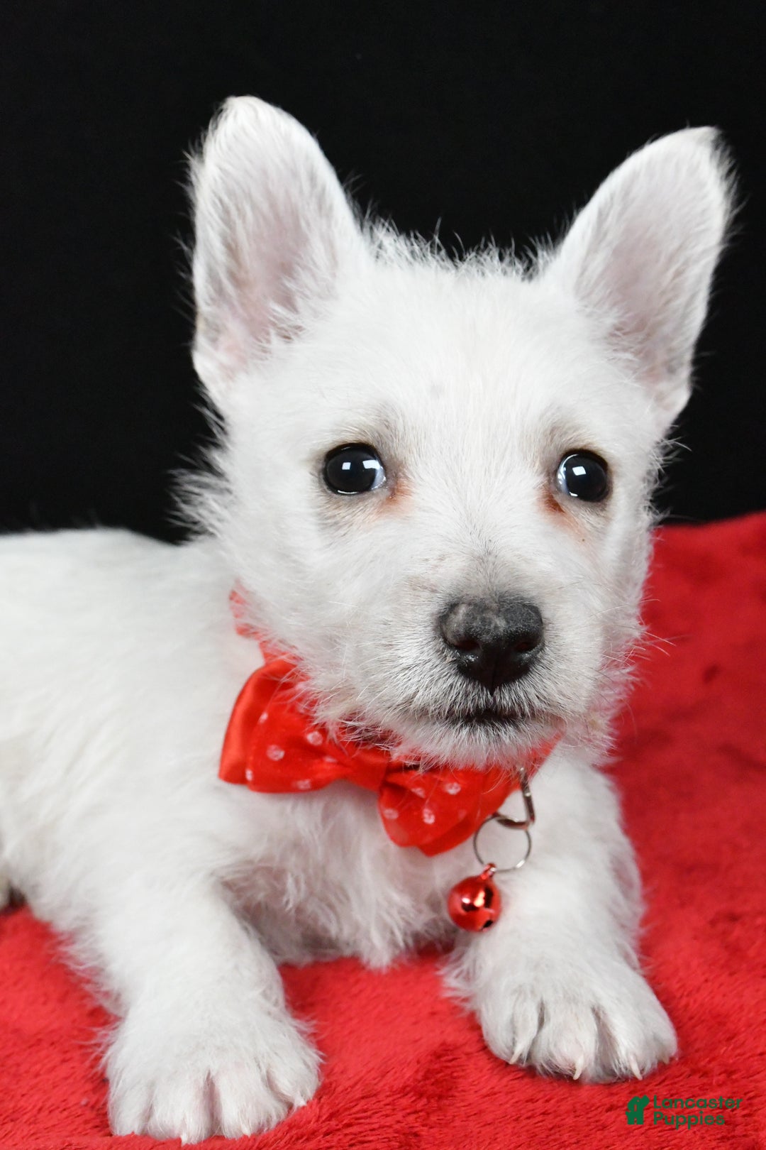 West Highland Terrier dogs for sale: Earl - Ad 5