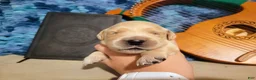 Golden Retriever dogs for sale: Galadriel, Champion Sired - Ad 8