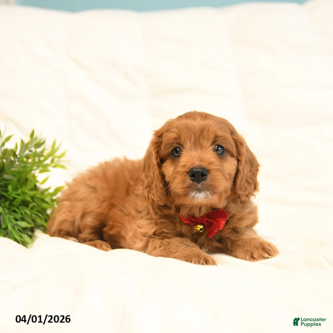 Cavapoo dogs for sale: Teddy - Ad 2