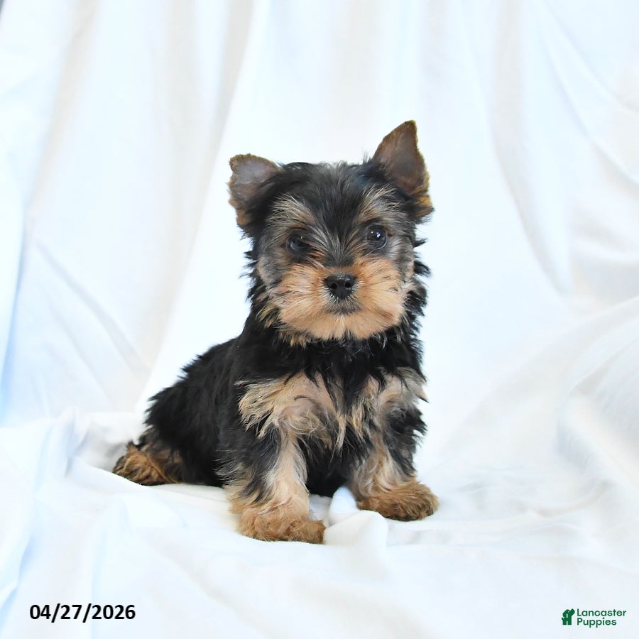 Yorkshire Terrier dogs Jojo - Ad 1