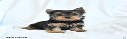 Yorkshire Terrier dogs for sale: Jojo - Ad 1