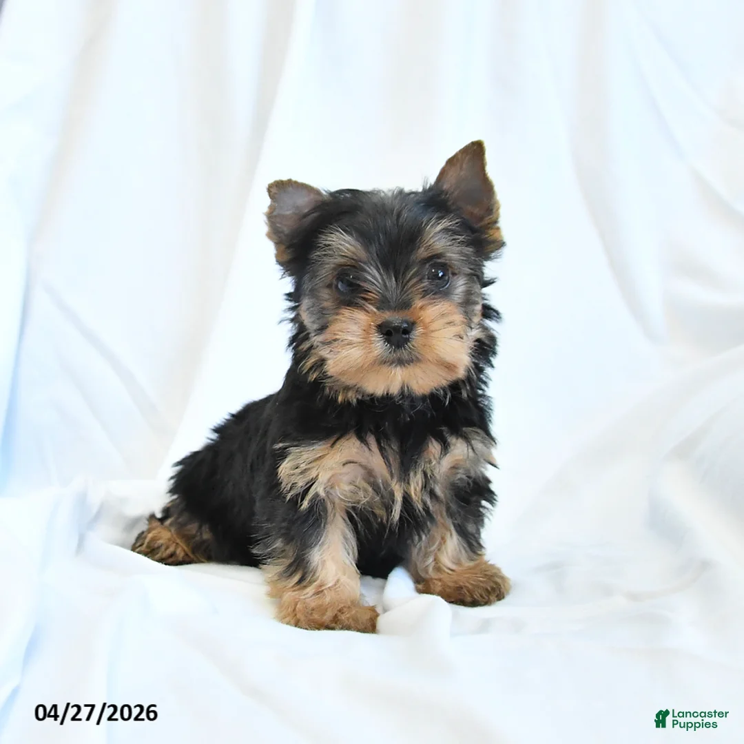 Yorkshire Terrier dogs for sale: Jojo - Ad 1
