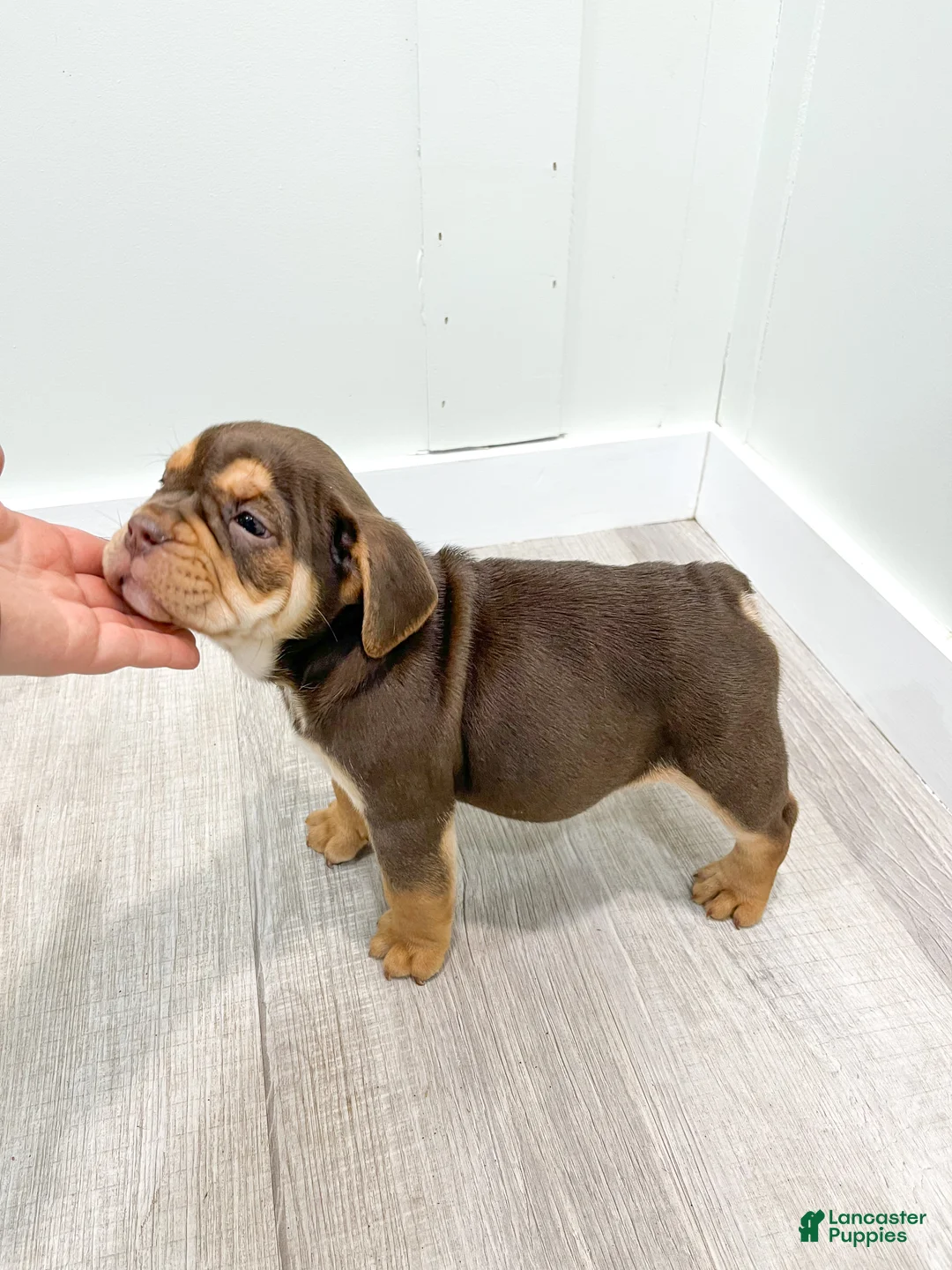 Beabull dogs for sale: Penny - Ad 6