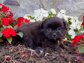 Mixed Breed dogs - Ad 33