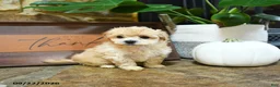 Maltipoo dogs for sale: Xavier - Ad 1