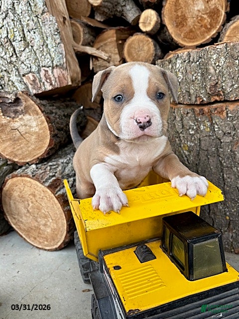 Mixed Breed dogs Sebastian - Ad 2