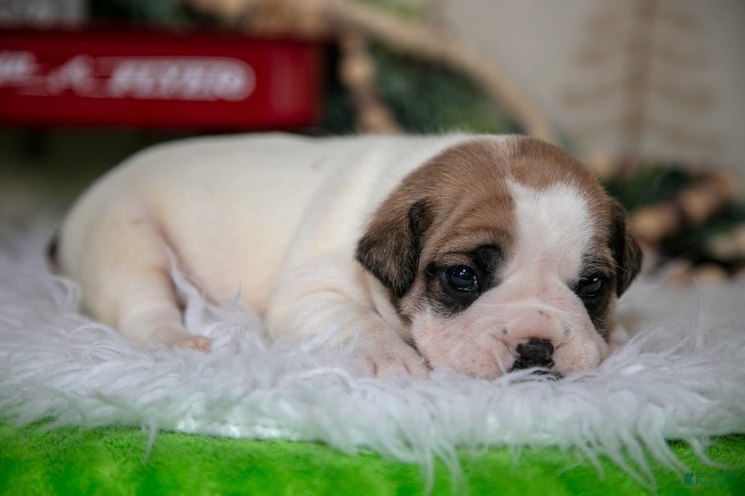 Mixed Breed dogs for sale: Max - Ad 3