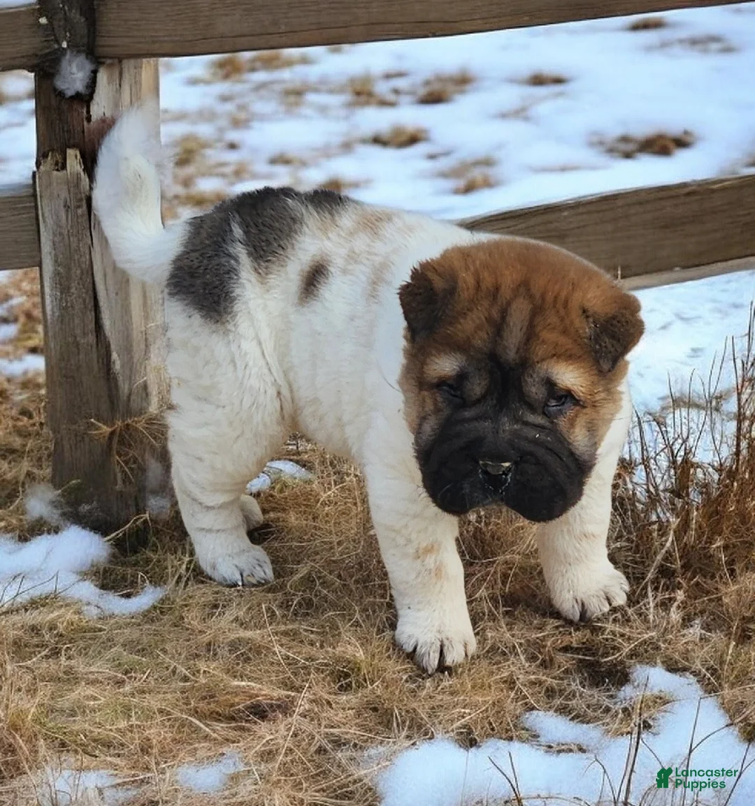 Shar Pei dogs for sale: Marble mini sable flower  - Ad 5