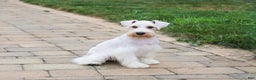 Miniature Schnauzer dogs for sale: Alex - Ad 11